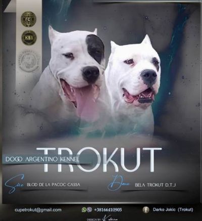 Dogo Argentino, tenci